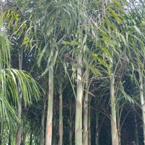 Foxtail Palm Tree