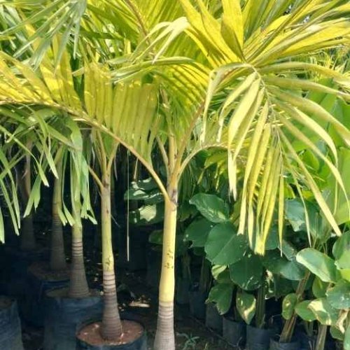 Golden Palm Plant