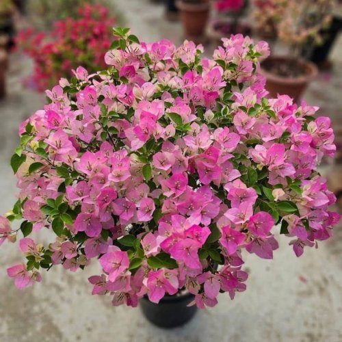 Flowering Plants