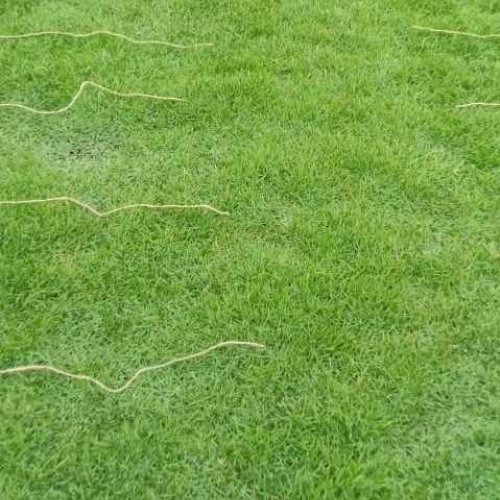 Mexican Carpet Grass