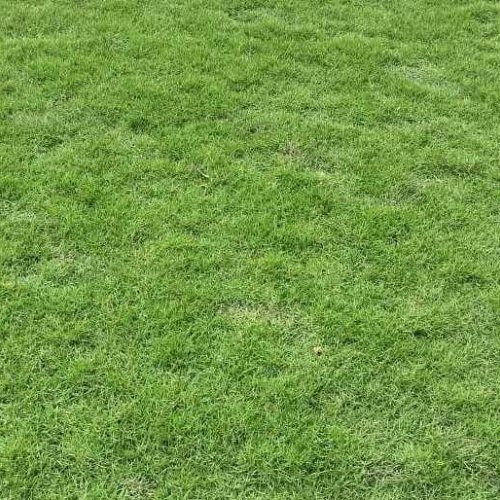 Mexican Grass Lawn
