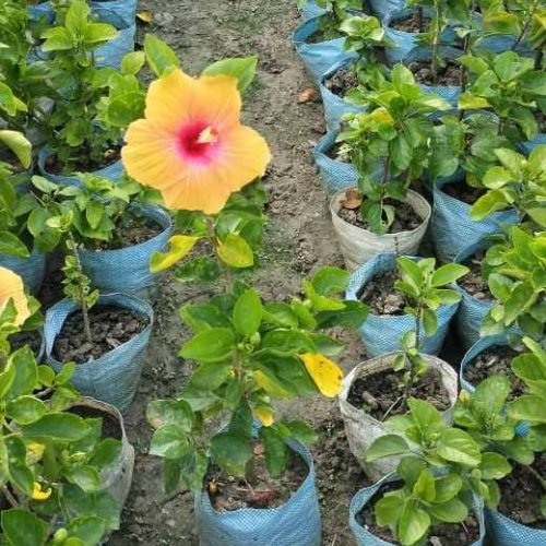 Natural Hibiscus Plant