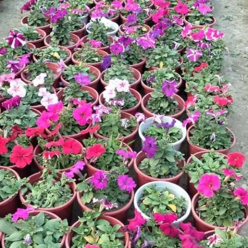 Petunia Flower Plant
