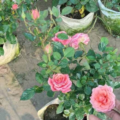 Pink Rose Plant