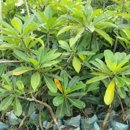 Plumeria Alba Plant
