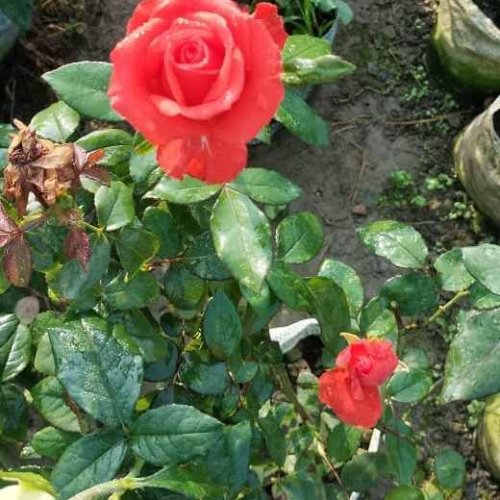 Red Rose Plant