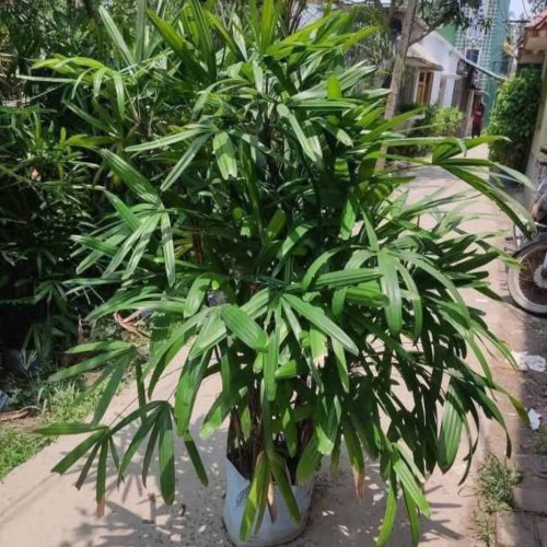 Rhapis Palm Plant