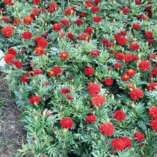 Seasonal Marigold Plant