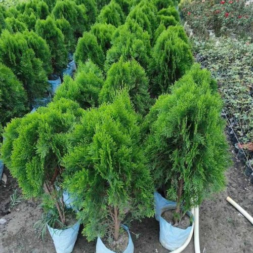 Thuja Outdoor Plant
