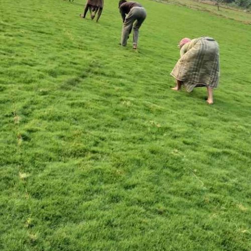 West Bengal Doob Natural Grass