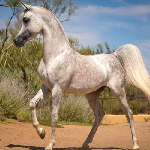 Arabian Horse