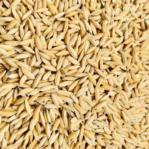 Hybrid Paddy Seeds