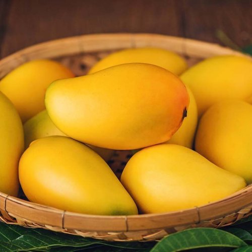 Fresh Alphonso Mango Fresh Alphonso Mango