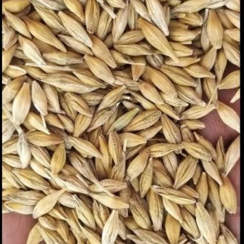 Feed Barley