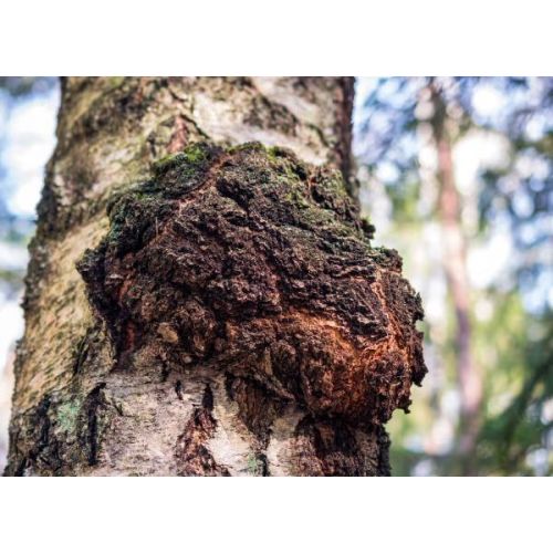 Fresh Chaga Mushroom