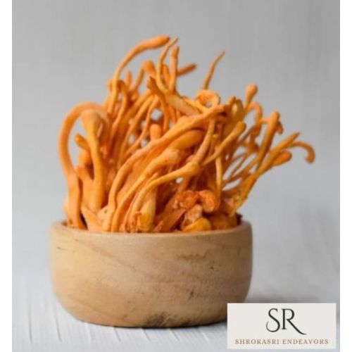Fresh Cordyceps Mushroom