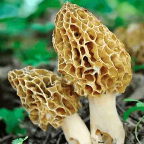 Fresh Guchchi Mushroom