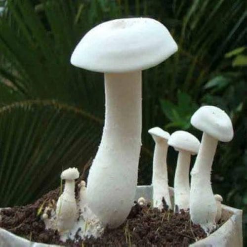 Fresh Milky White Mushroom
