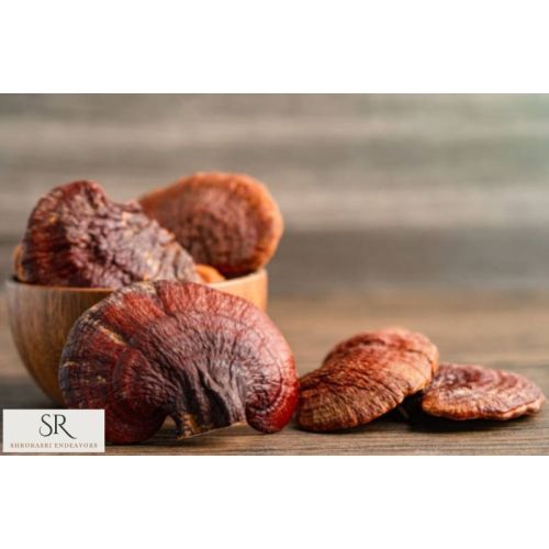 Fresh Reishi Mushroom