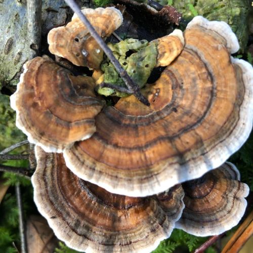 Fresh Turkey Tail Mushroom
