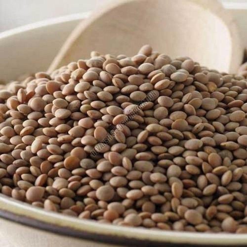 Ipl 320 Lentil Seed