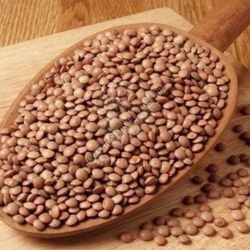 L 4727 Lentil Seeds