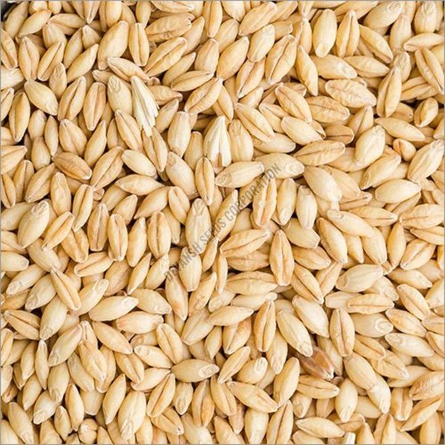 Natural Barley Seeds