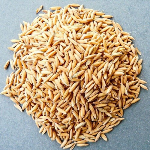 PB- 1509 Paddy Seed