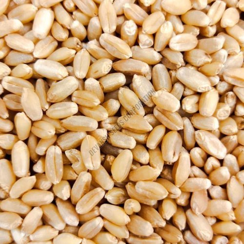PBW 826 Wheat Seed