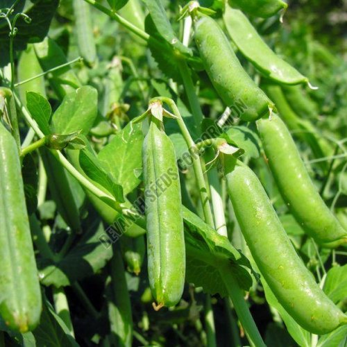 Ageta-6 Pea Seed