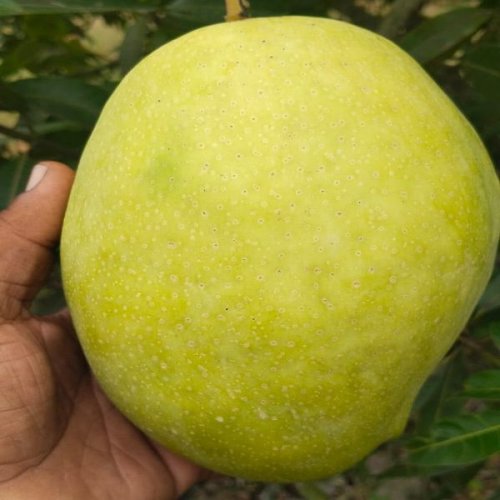 Fresh Himayat Mango