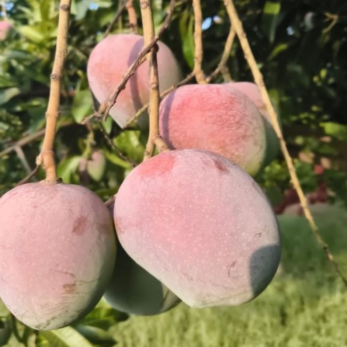 Fresh Sindhura Mango