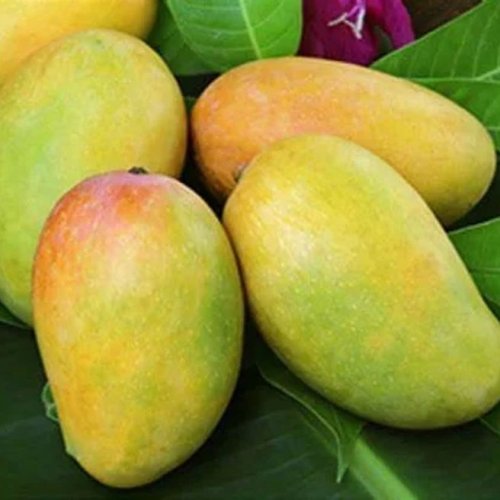 Fresh Talala Gir Kesar Mango