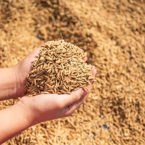 Paddy Seeds