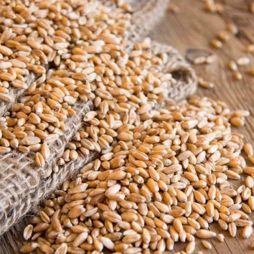 Brown Wheat Seeds