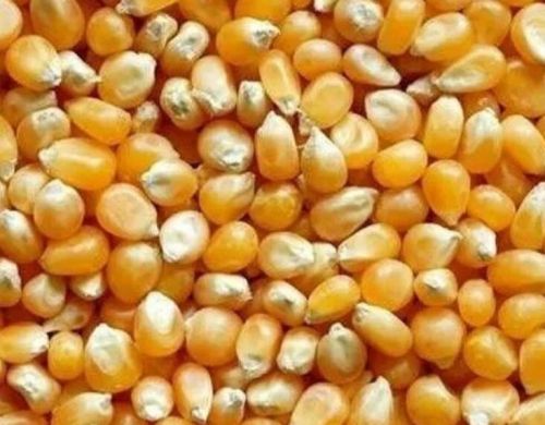 Yellow Maize Cattle Feed