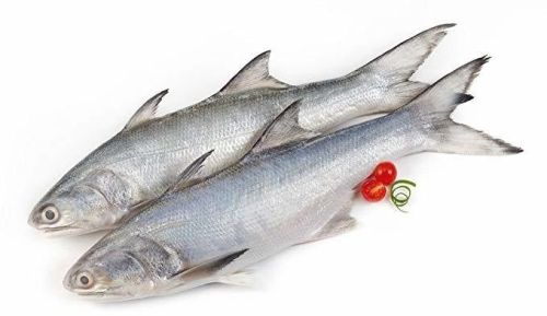 Frozen Indian Salmon Fish
