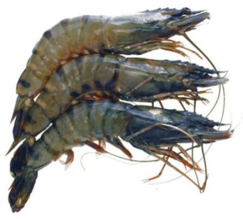 Frozen Seafood Black Tiger Shrimps