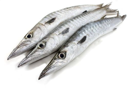 Frozen Whole Barracuda Fish