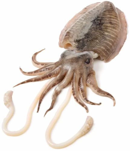 Frozen Whole Cleaned Cuttlefish Seafood