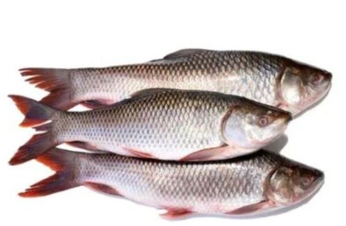 Frozen Whole Cut Catla Fish