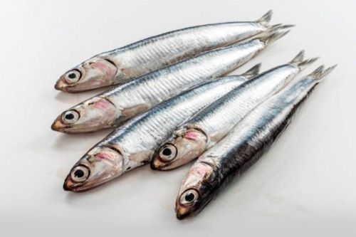 Frozen Whole Cut Sardines Fish