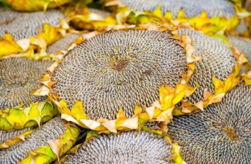 Crude Sunflower Oil