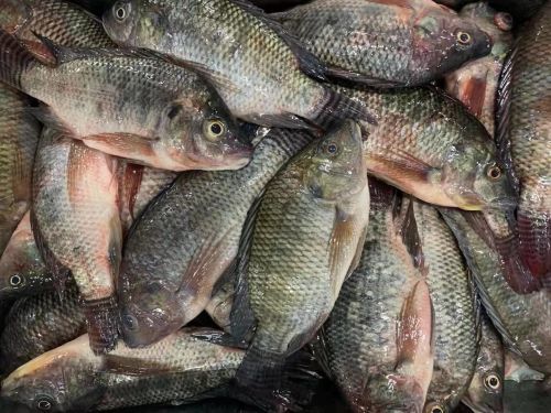 Frozen Tilapia
