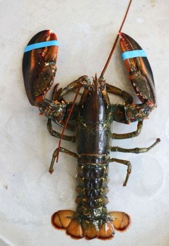 Lobster