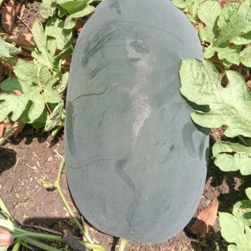 Watermelon