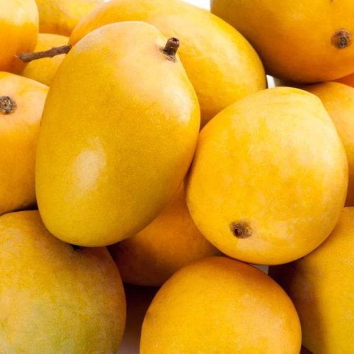 Fresh Alphonso Mango