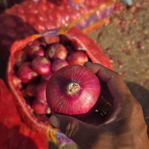 Onions Onions