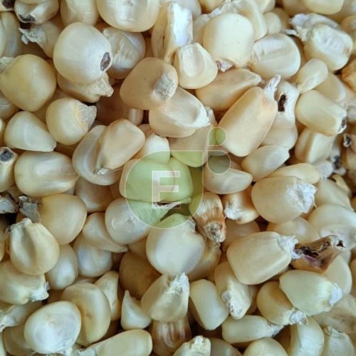 White Maize Seeds