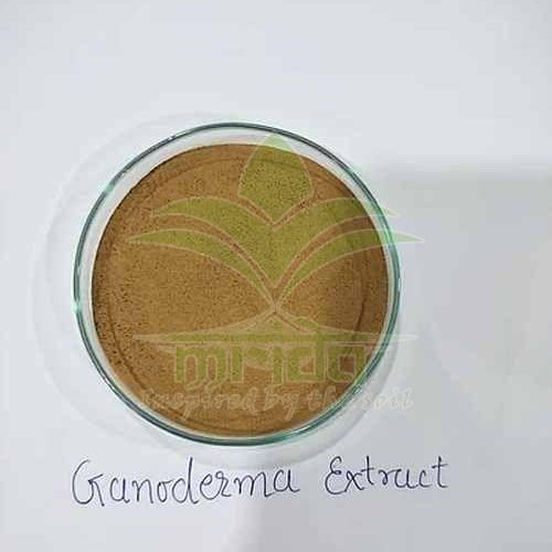 Reishi Mushroom Extract Powder